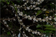 Memecylon kollimalayanum